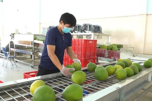 Bưởi Việt Nam xuất khẩu chính ngạch sang Trung Quốc, mục tiêu đạt 500 triệu USD năm 2024