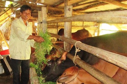 Phòng chống bệnh viêm da nổi cục ở trâu, bò