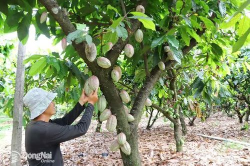 Góp sức xây dựng Đồng Nai ngày càng phát triển