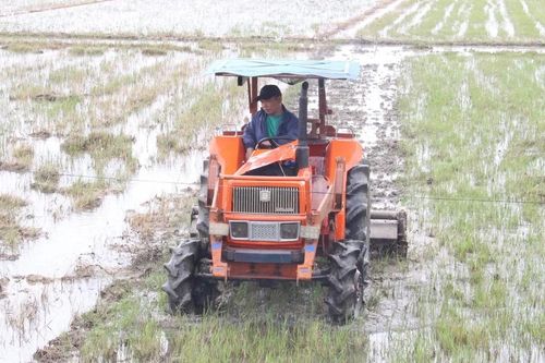 Nhiều áp lực khi vào vụ lúa Hè Thu