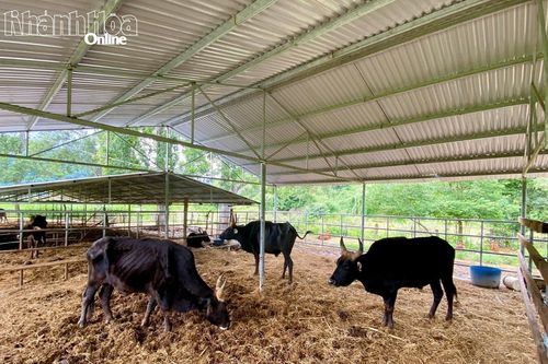 Quần thể bò tót lai... chờ tương lai - Kỳ 1: Thiên nhiên đã mở lối cho khoa học