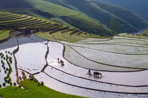 Ruộng bậc thang Dền Sáng vào mùa cấy
