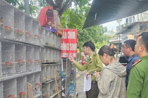 Hải Phòng phát hiện gần 1.000 cá thể chim hoang dã bị nuôi nhốt trái phép tại Phường Lê Chân