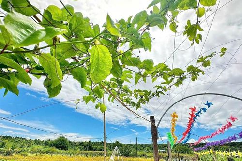 Nông dân làm du lịch sinh thái vườn