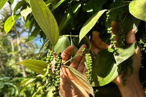 Giá tiêu hôm nay 19/5/2026: Giá trong nước đồng loạt giảm, xuất khẩu Thái Lan tăng trưởng đột biến