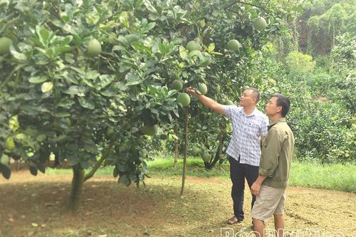 Phát triển kinh tế tập thể ở Tây Cốc