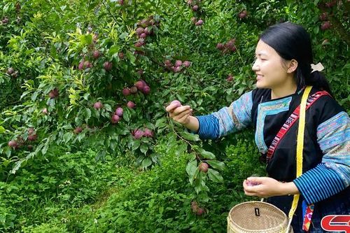 Vân Hồ mùa mận chín