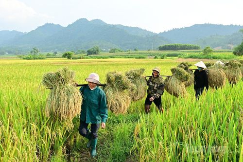 Nông dân hối hả thu hoạch lúa Xuân