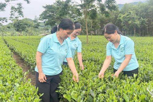 Gần người tiêu dùng bằng sản phẩm chè sạch