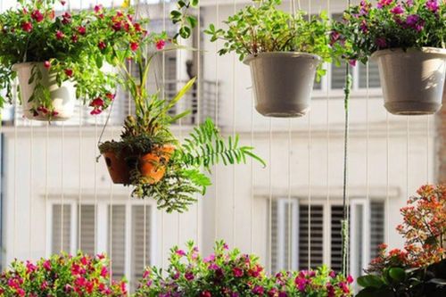 Những loại hoa mini được giới trẻ mê decor căn hộ đặc biệt yêu thích