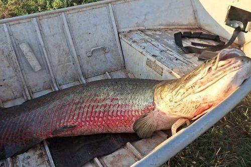 Cận cảnh 'thủy quái' nặng 75kg, dài 1,9 mét vừa bị tóm gọn trên sông, 2 ngư dân ôm không xuể