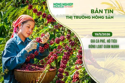 Thị trường nông sản 19/5/2026: Giá cà phê, hồ tiêu đồng loạt giảm mạnh