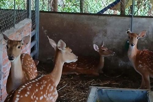 Đà Nẵng: Khởi sắc mô hình nuôi hươu sao liên kết chuỗi tại Khâm Đức