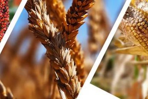 Ngô lập kỷ lục, lúa mì Hoa Kỳ lao đao vì hạn hán