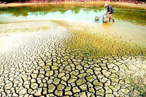 Xâm nhập mặn và những tác động nghiêm trọng đối với an ninh lương thực và nông nghiệp