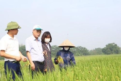 Hạt gạo Việt chuyển hướng cạnh tranh bằng chất lượng và tiêu chuẩn xanh