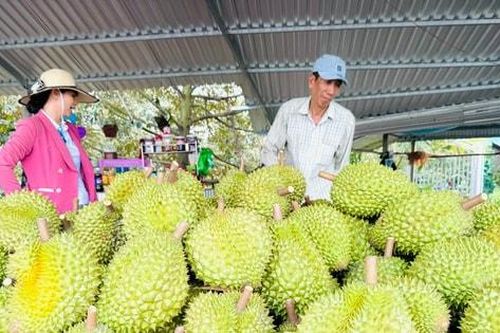 Sầu riêng từ 'trái cây tiềm năng' đến ngành hàng tỷ USD