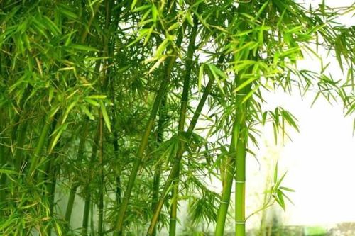 13 bài thuốc chữa bệnh từ cây tre