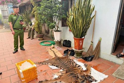 Khởi tố 3 vụ nấu cao hổ, giết mổ chim hoang dã ở Bắc Ninh