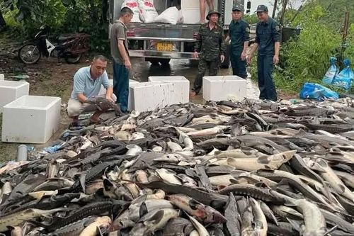 Hàng tấn cá tầm bị cuốn trôi do mưa lũ, chính quyền hỗ trợ 'giải cứu'