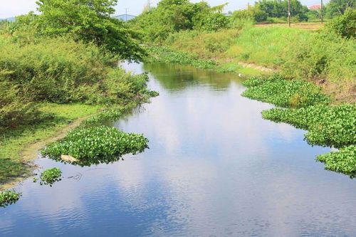 Quảng Ngãi: Vụ ô nhiễm ở kênh Chìm Sơn Tịnh do nhiều nguồn thải