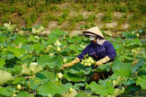 Nghệ An: Đầm sen ở Kim Liên xuất hiện hoa Tịnh đế hiếm gặp