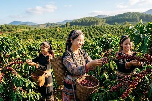 Giá cà phê hôm nay 20.5: Lao dốc, mất tới 1.700 đồng/kg