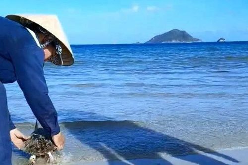 Khen thưởng 3 công nhân vệ sinh môi trường cứu 2 con đồi mồi quý hiếm ở Côn Đảo