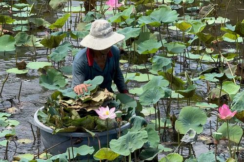 Sức sống mới từ đồng sen