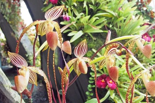 Vì sao hoa lan được xem là loài hoa 'ngoài hành tinh' nhất giới thực vật?