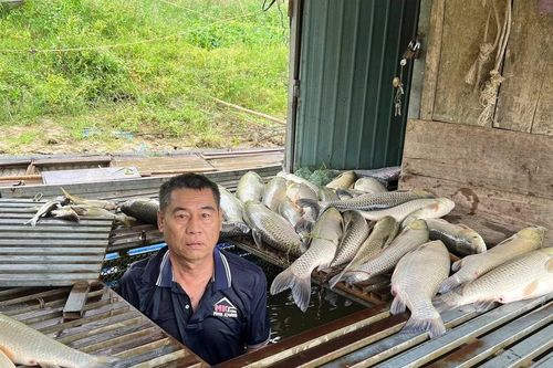 Sở Nông nghiệp Môi trường lên tiếng vụ cá chết nhiều trên sông Lam ở Nghệ An