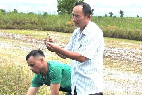 Trưởng thôn người Thái thu 2 tỷ đồng/năm nhờ trồng lúa và nuôi bò