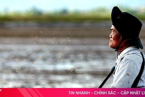 Nông dân Hà Tĩnh hối hả xuống đồng sản xuất lúa hè thu