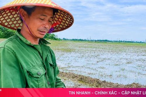 Ốc bươu vàng bùng phát, nông dân Can Lộc chật vật cứu lúa