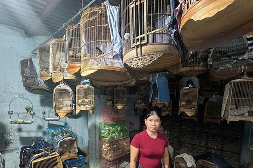 Khởi tố đối tượng đưa hối lộ, môi giới hối lộ trong vụ nuôi nhốt trái phép động vật hoang dã tại Thành phố Hồ Chí Minh