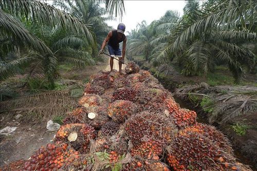 Indonesia: Siết kiểm soát xuất khẩu than đá, dầu cọ, hợp kim chứa sắt