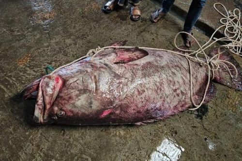 Ngư dân bắt được con cá khổng lồ nặng 200kg mắc vào lưới