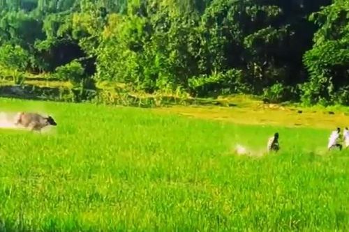 Trâu 'điên' náo loạn cánh đồng, lao thẳng vào người dân giữa vòng vây