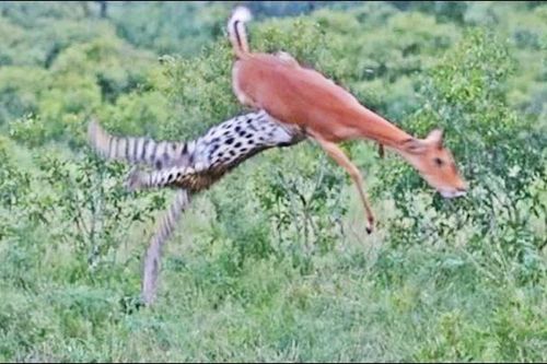 Báo đốm lao lên không trung đoạt mạng linh dương Impala