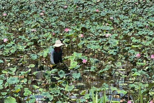 Nông dân Đồng Tháp làm giàu bền vững từ cây sen