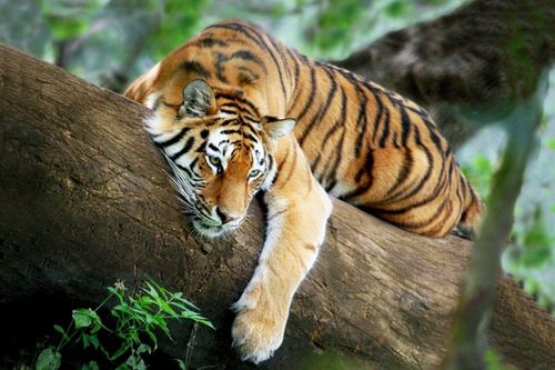 3 con giáp từng nhiều lần trắng tay nhưng càng về sau sự nghiệp càng vững