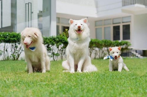 Tạm Biệt Gohan dẫn đầu phòng vé Việt với nội dung đáng suy ngẫm