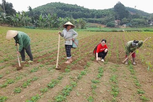 Xây dựng vùng nguyên liệu phát triển bền vững sản phẩm OCOP
