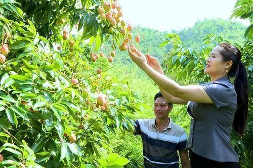 Những mô hình kinh tế mới ở xã vùng biên Quang Chiểu