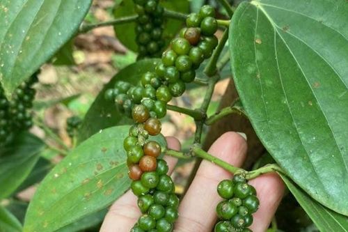 Giá tiêu hôm nay 20/5/2026: Xuất khẩu Việt Nam giảm 25,4% nửa đầu tháng 5