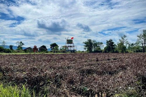 62 ha chè Biển Hồ trước nguy cơ lụi tàn