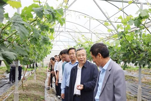 Thứ trưởng Bộ Nông nghiệp và Môi trường khảo sát vùng sản xuất nông nghiệp công nghệ cao tại Y Tý