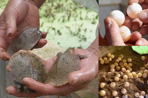 Mùa ba ba sinh sản và nỗi lo của người nuôi