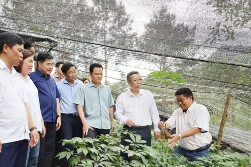 Thứ trưởng Bộ Nông nghiệp và Môi trường khảo sát mô hình sản xuất dược liệu và cây ăn quả tại xã Bắc Hà