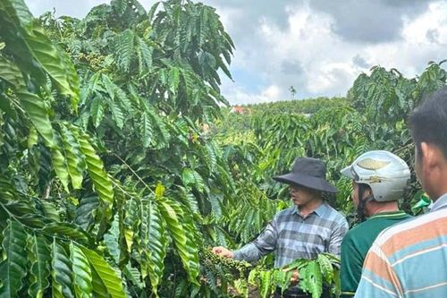 Hữu cơ hóa cánh đồng cà phê xuất khẩu